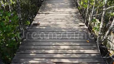 泰国雷公东红红树林或金红树林区的木桥